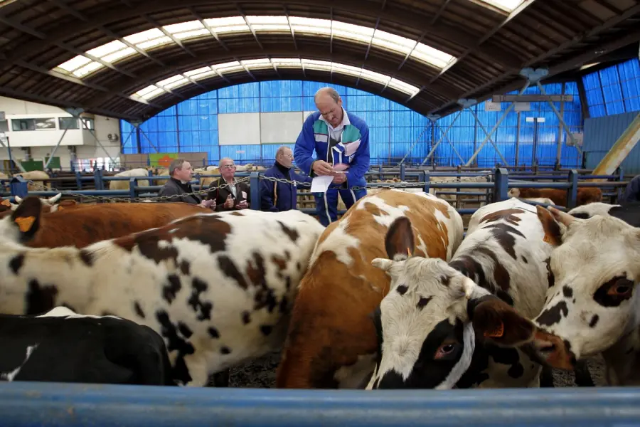 Impatto ambientale nella produzione di carne di manzo