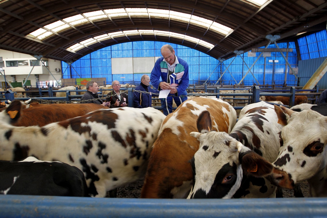 Impatto ambientale nella produzione di carne di manzo