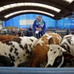 Impatto ambientale nella produzione di carne di manzo